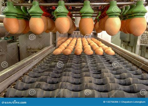 Egg Factory on Selecting Process and Grading Production Line Stock ...