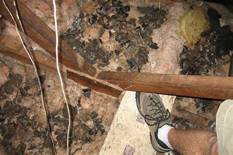 Raccoon Feces in the Attic - Photographs - How to Identify and Clean