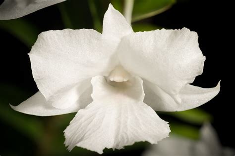 [Palawan, Philippines] Dendrobium parthenium Rchb.f., Gard… | Flickr