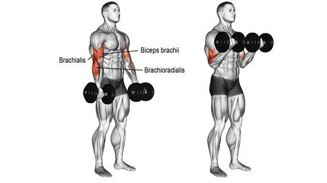15 Best Biceps Exercises With Dumbbells - Fit Life Regime