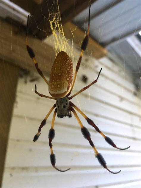 Another well fed Golden Orb Weaver in North Florida. : spiders