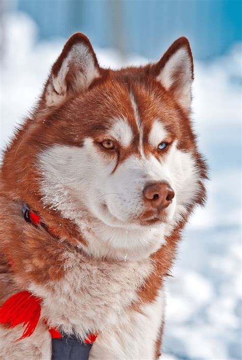 Female Red Siberian Husky