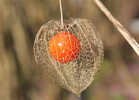 Physalis (Bladder Cherry, Cape Gooseberry, Chinese Lantern, Ground ...