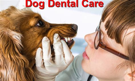 Tips for Effective Dog Dental Care - Local Value Veterinary