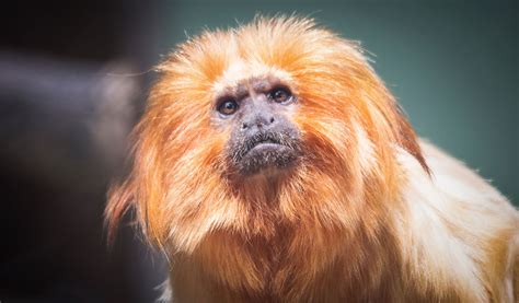 Baby Golden Lion Tamarin Monkey