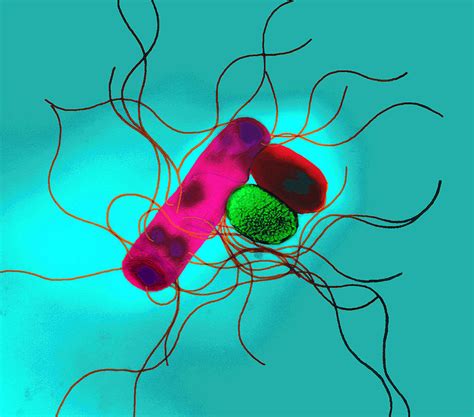 Proteus Bacteria Photograph by Dr Linda Stannard, Uct - Fine Art America