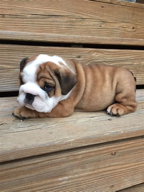 Great English Bulldog Breeders In Georgia of all time Don t miss out ...