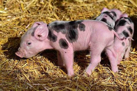 Pig Farming In The Philippines, How To Start – Atilla & Biz