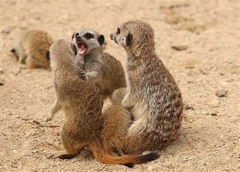 140+ Meerkat Fight Stock Photos, Pictures & Royalty-Free Images - iStock