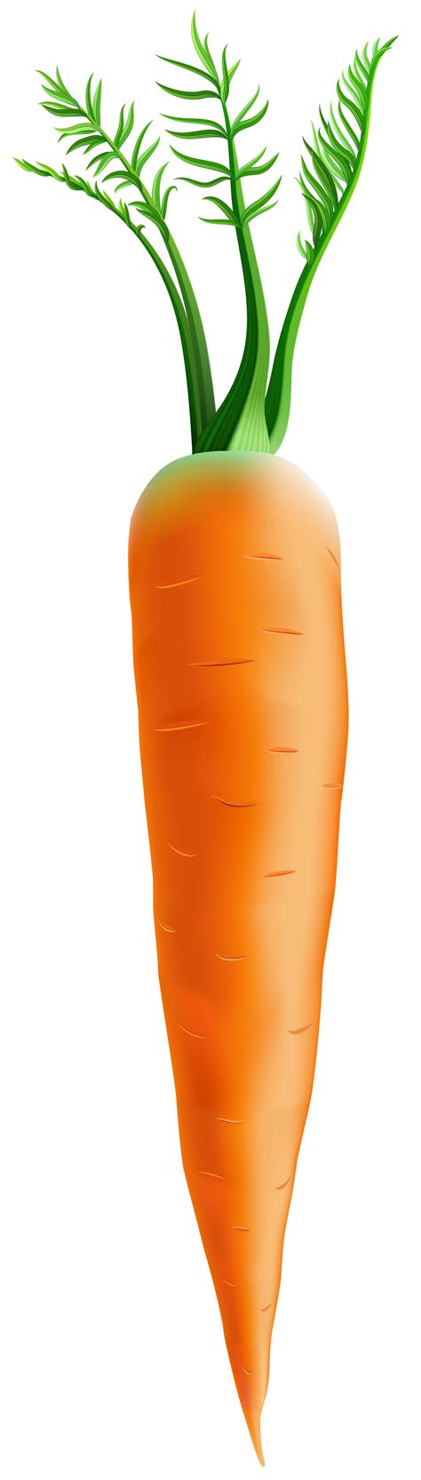 Single Carrot Clipart Png