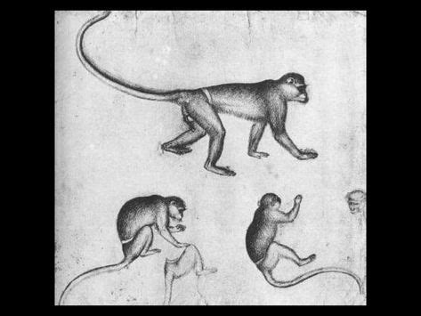 Animals in Renaissance Art: Observing Nature (15th-16th Centuries) in 2020 | Artist sketchbook ...