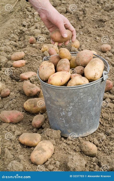 Potatoes in bucket stock image. Image of healthy, hand - 3237703