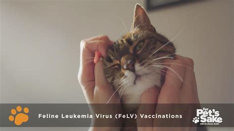 For Pet's Sake: Feline Leukemia Virus | WSYX