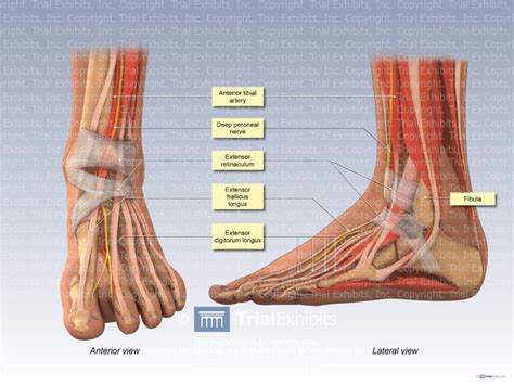 Ankle Nerve Anatomy