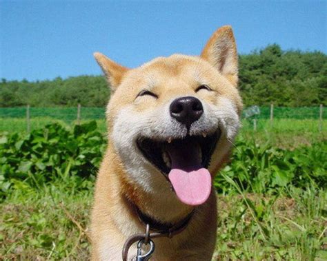 Dogs Laughing Funny - Pictures Of Animals 2016