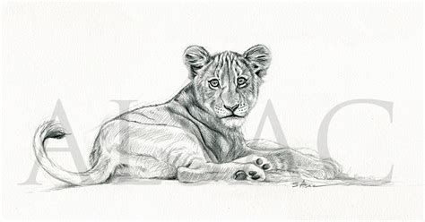 Lion Cub Drawing by lepastyman on DeviantArt