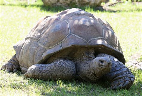 TIL A tortoise, Adwaita, lived to 255. To put it into perspective, he ...