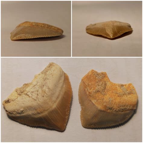 Squalicorax fossil teeth from Morocco, about 60 million years old : fossils