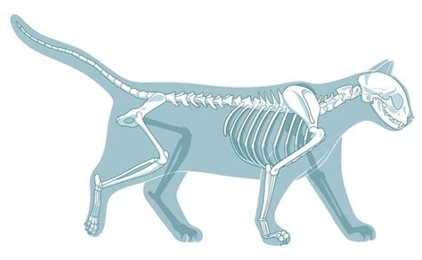 Cat Skeleton - How Many Bones Does A Cat Have?