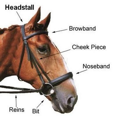 Points of the horse and parts of the tack.