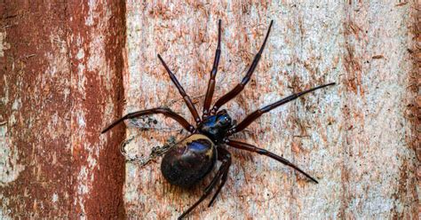 14 spiders in the UK that can bite humans - and the ones that are dangerous - Mirror Online