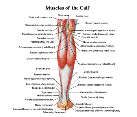 Calf Muscles | Anatomia musculos, Anatomía humana, Anatomia y fisiologia humana