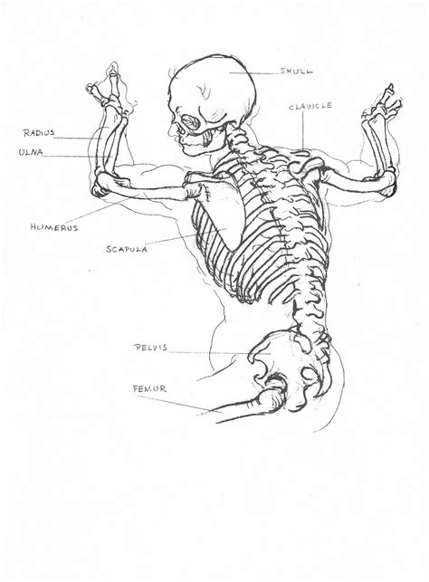 Kimon Nicolaides | Anatomie, Gebeine, Malen