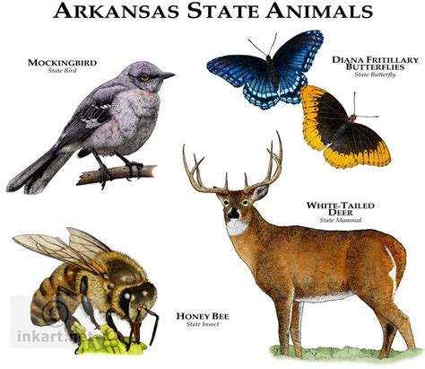 Arkansas State Animals full color illustration | Animals, Animal ...