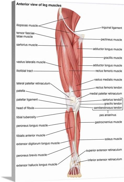 Muscles of the leg - anterior view in 2021 | Human muscle anatomy, Body muscle anatomy, Leg ...