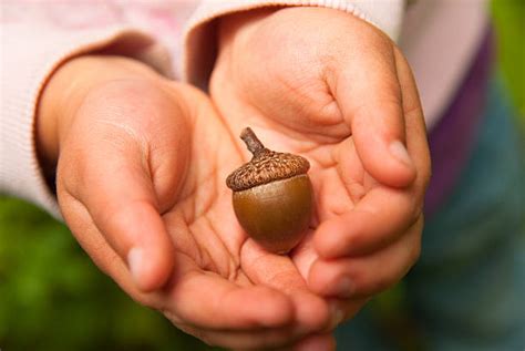 Acorn Pictures, Images and Stock Photos - iStock