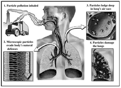 Pages - Diagram of Particle Pollution Effects