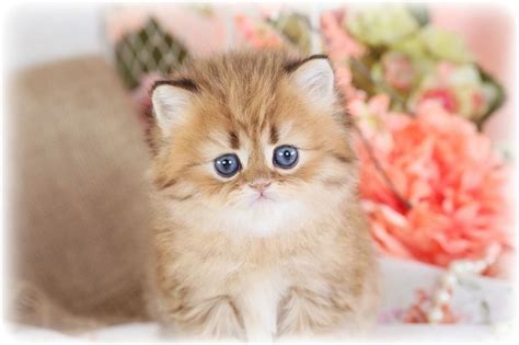 Teacup Persian Kittens For Sale - Doll Face Persian Kittens | Teacup ...