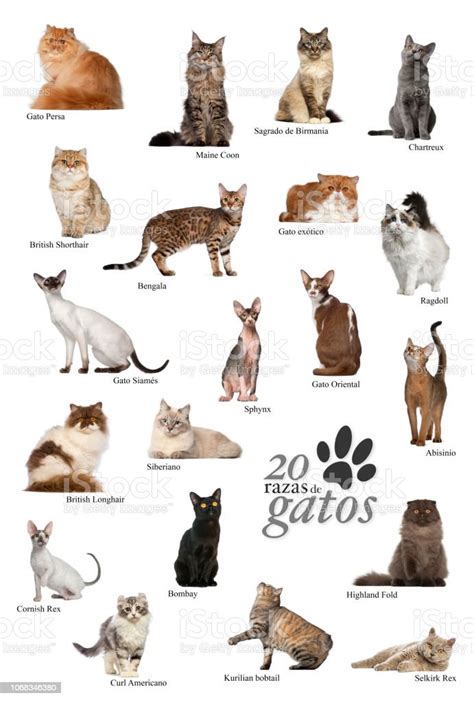 Cat Breeds Poster In Spanish Stock Photo - Download Image Now - Animal ...
