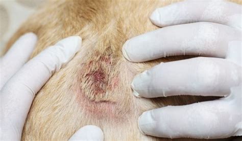 Dog Dandruff: Symptoms, Causes, Prevention