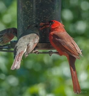 Cardinal with mate | Cardinal feeds his mate | Nigel Fortescue | Flickr