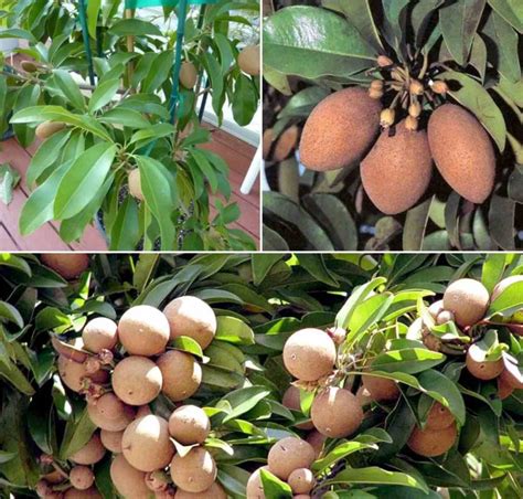 Growing Sapota in Containers, Pots (Chikoo/Sapodilla) | Gardening Tips