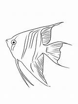 Angelfish coloring Pages sketch template
