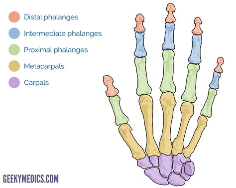 Bones of the Hand | Carpal Bones - Metacarpal bones | Geeky Medics