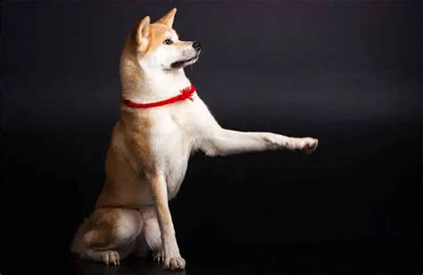 Akita Labrador Mix - Fierce Protector And Gentle Friend