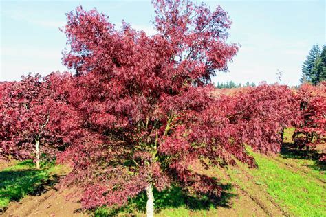 Acer palmatum 'Seiryu' Japanese Maple | Conifer Kingdom