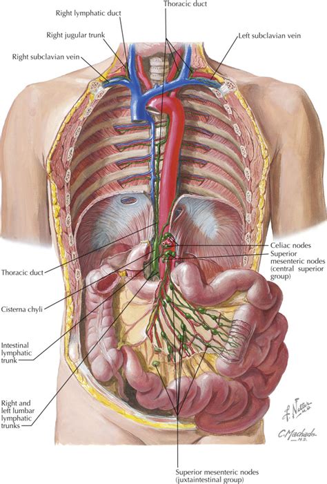 Home - Anatomy - LibGuides at University of Otago