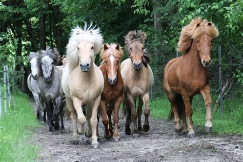 The Icelandic Horse — Icelandic Horse Congress