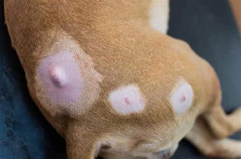 Sebaceous Cysts In Dogs | Kingsdale Animal Hospital