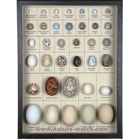 North American Eggs Display: Eggs of North American Birds | Sharp shinned hawk, North american ...