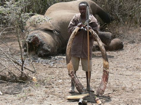 Effectiveness of Anti-poaching policies - The effect of ivory poaching in the environment