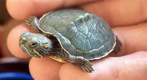 How to Take Care of Baby Red Eared Sliders (Beginners Guide) – TurtleOwner.com