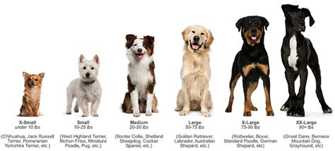 size and weight range for dogs - Google Search