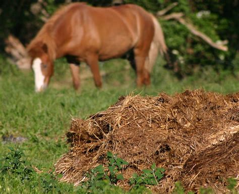 Handling Livestock Manure at Gina Reich blog