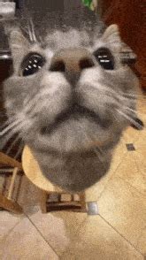 Cat Silly GIF - Cat Silly Silly cat - Discover & Share GIFs