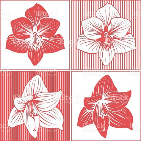 Amaryllis flower heads in ink drawing/line art style. | Ilustração de flor, Desenhos de flores ...